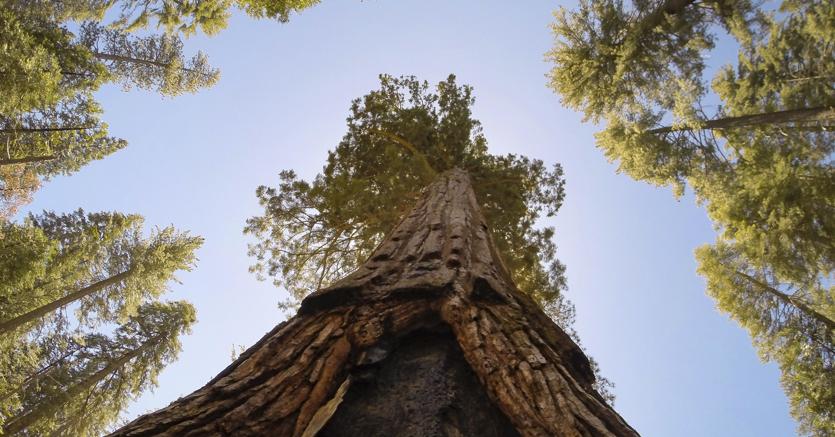 Immagine per la news &laquo;Sostenibilit&agrave;&raquo;, elemento strategico nelle imprese moderne