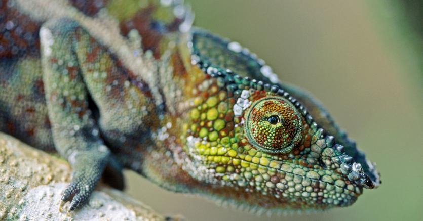 Immagine per la news Le imprese che guardano al futuro cercano il manager &laquo;camaleonte&raquo;