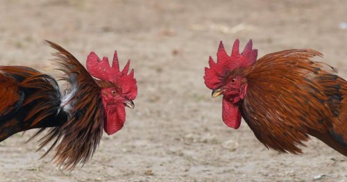 Immagine per la news Mindfulness, il segreto per gestire gli effetti dello stress e dell&rsquo;ansia